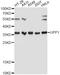 Uridine Phosphorylase 1 antibody, A13051, ABclonal Technology, Western Blot image 