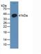 Protein Wnt-3a antibody, abx132126, Abbexa, Western Blot image 