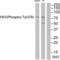 Hematopoietic Cell-Specific Lyn Substrate 1 antibody, abx012713, Abbexa, Western Blot image 