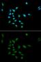 Proteasome subunit alpha type-1 antibody, GTX32814, GeneTex, Immunocytochemistry image 