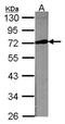 Lipoprotein Lipase antibody, NBP1-32215, Novus Biologicals, Western Blot image 