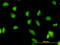 G3BP Stress Granule Assembly Factor 1 antibody, LS-B4491, Lifespan Biosciences, Immunofluorescence image 