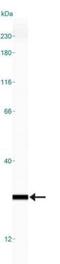 Transmembrane Protein 26 antibody, NBP2-27334, Novus Biologicals, Western Blot image 