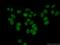 RAD9 Checkpoint Clamp Component A antibody, 13035-1-AP, Proteintech Group, Immunofluorescence image 