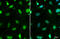 MRE11 Homolog, Double Strand Break Repair Nuclease antibody, GTX70212, GeneTex, Immunofluorescence image 