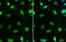 MRE11A antibody, GTX70212, GeneTex, Immunofluorescence image 