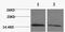 Histone Cluster 4 H4 antibody, A68339-100, Epigentek, Western Blot image 