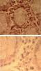 Toll Like Receptor 7 antibody, NBP2-24905, Novus Biologicals, Immunohistochemistry paraffin image 