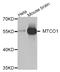 Prostaglandin-Endoperoxide Synthase 1 antibody, abx007360, Abbexa, Western Blot image 