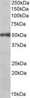 G Protein Subunit Beta 3 antibody, 42-684, ProSci, Enzyme Linked Immunosorbent Assay image 