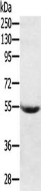 Plasma protease C1 inhibitor antibody, CSB-PA258225, Cusabio, Western Blot image 