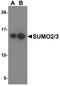 Small Ubiquitin Like Modifier 2 antibody, A01282-1, Boster Biological Technology, Western Blot image 