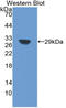 Sirtuin 1 antibody, LS-C314986, Lifespan Biosciences, Western Blot image 