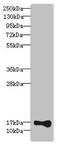 Thyroid Hormone Responsive antibody, LS-C676590, Lifespan Biosciences, Western Blot image 