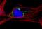 Goat IgG antibody, A27016, Invitrogen Antibodies, Immunofluorescence image 