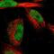 CWC27 Spliceosome Associated Cyclophilin antibody, NBP1-82509, Novus Biologicals, Immunofluorescence image 