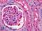 Apolipoprotein A1 antibody, LS-B3047, Lifespan Biosciences, Immunohistochemistry paraffin image 