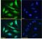 Protein Phosphatase 1 Regulatory Subunit 15A antibody, LS-C55303, Lifespan Biosciences, Immunofluorescence image 