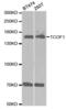 Treacle Ribosome Biogenesis Factor 1 antibody, abx001954, Abbexa, Western Blot image 