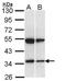 SH3 Domain Containing GRB2 Like 1, Endophilin A2 antibody, orb73884, Biorbyt, Western Blot image 