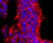 Protein Arginine Methyltransferase 1 antibody, NBP2-67074, Novus Biologicals, Immunocytochemistry image 