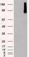 B-Raf Proto-Oncogene, Serine/Threonine Kinase antibody, LS-C114532, Lifespan Biosciences, Western Blot image 