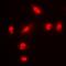 Phytanoyl-CoA 2-Hydroxylase antibody, orb78077, Biorbyt, Immunofluorescence image 