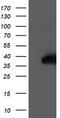 Nudix Hydrolase 18 antibody, TA503831S, Origene, Western Blot image 