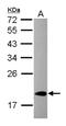 Cold Inducible RNA Binding Protein antibody, NBP2-15905, Novus Biologicals, Western Blot image 