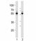 RUNX Family Transcription Factor 1 antibody, F53076-0.4ML, NSJ Bioreagents, Western Blot image 