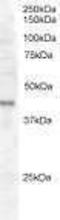 FXYD Domain Containing Ion Transport Regulator 5 antibody, PA1-31506, Invitrogen Antibodies, Western Blot image 