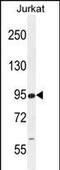 Round Spermatid Basic Protein 1 antibody, A15336, Boster Biological Technology, Western Blot image 