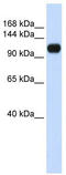 Kiaa0692 antibody, TA333847, Origene, Western Blot image 