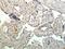 Kallikrein Related Peptidase 15 antibody, NBP2-11749, Novus Biologicals, Immunohistochemistry paraffin image 