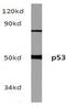 p53 antibody, AP20197PU-N, Origene, Western Blot image 