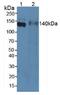 Elastin Microfibril Interfacer 1 antibody, MBS2027836, MyBioSource, Western Blot image 