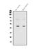 SRY-Box 3 antibody, A02255-2, Boster Biological Technology, Western Blot image 