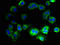Cornichon Family AMPA Receptor Auxiliary Protein 3 antibody, LS-C397844, Lifespan Biosciences, Immunofluorescence image 
