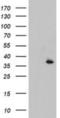 Cytochrome B5 Reductase 1 antibody, NBP2-01951, Novus Biologicals, Western Blot image 