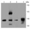 ERCC Excision Repair 1, Endonuclease Non-Catalytic Subunit antibody, NBP2-66823, Novus Biologicals, Western Blot image 