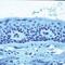 CD1a Molecule antibody, MA5-14096, Invitrogen Antibodies, Immunohistochemistry frozen image 