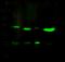 Forkhead Box J1 antibody, 101152-T32, Sino Biological, Western Blot image 