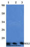 X-C Motif Chemokine Ligand 2 antibody, A10057, Boster Biological Technology, Western Blot image 