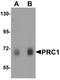 Protein Regulator Of Cytokinesis 1 antibody, LS-B8823, Lifespan Biosciences, Western Blot image 