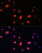 ER Lipid Raft Associated 1 antibody, 15-759, ProSci, Immunohistochemistry paraffin image 