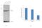 Heat Shock Protein Family A (Hsp70) Member 8 antibody, PA5-24624, Invitrogen Antibodies, Western Blot image 