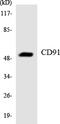 LDL Receptor Related Protein 1 antibody, LS-C291775, Lifespan Biosciences, Western Blot image 