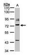 Growth Differentiation Factor 9 antibody, orb13431, Biorbyt, Western Blot image 