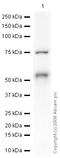 T antibody, ab20680, Abcam, Western Blot image 