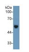 Beta-secretase 2 antibody, LS-C303093, Lifespan Biosciences, Western Blot image 
